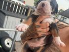 puppy