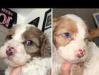 Puppy