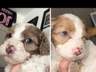 puppy