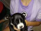 puppy