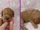 puppy