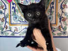 Kitten