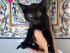 kitten