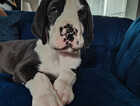Puppy