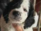 Puppy