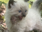 kitten