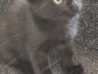 Kitten