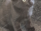 kitten