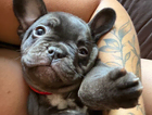 puppy