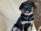 Puppy