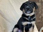 puppy  (sunshine)...