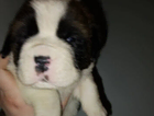 puppy