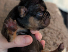 puppy