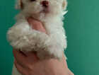 Puppy