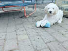 Puppy
