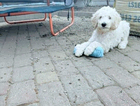 puppy