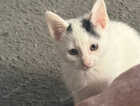 Kitten