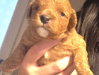puppy  red
