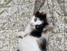 Kitten