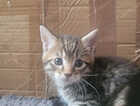 Kitten