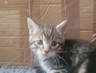 kitten