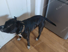 Found in Linthorpe middlesbrough