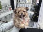 puppy