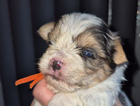 puppy