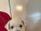 puppy