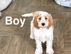 puppy