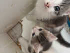 Kitten