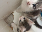 kitten
