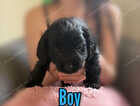 Puppy