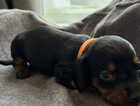 Puppy