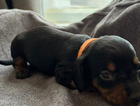 puppy