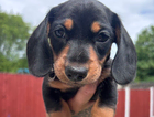 puppy
