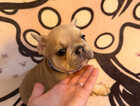 Puppy