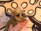 puppy