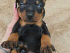 Puppy