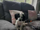 Puppy