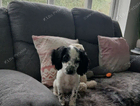 puppy