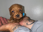 puppy