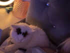 Kitten