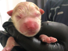 puppy