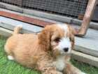 Puppy