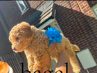 puppy