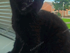 kitten