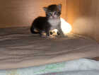 Kitten