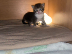 kitten