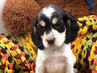 Puppy